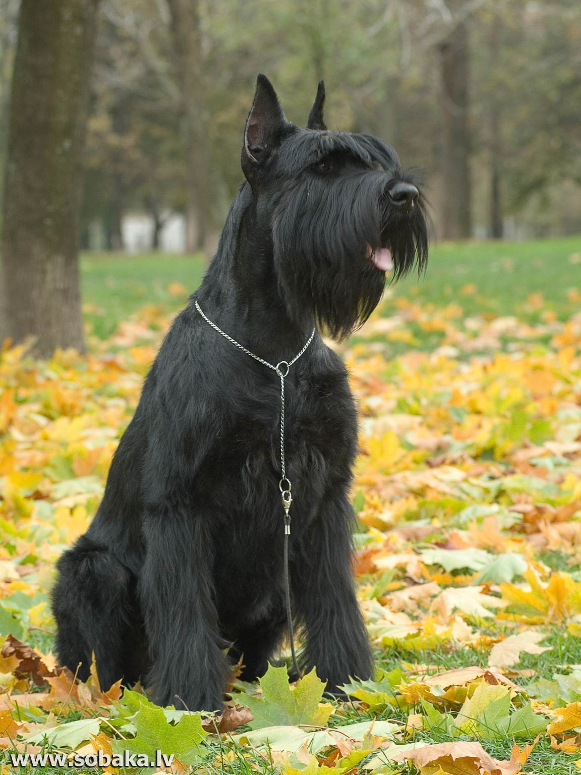 Порода собак цвергшнауцер, миниатюрный шнауцер, карликовый шнауцер: фото, видео, описание породы и характер