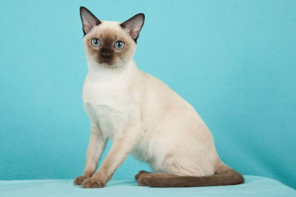 Невская маскарадная кошка: описание породы с фото, особенности ухода за питомцем