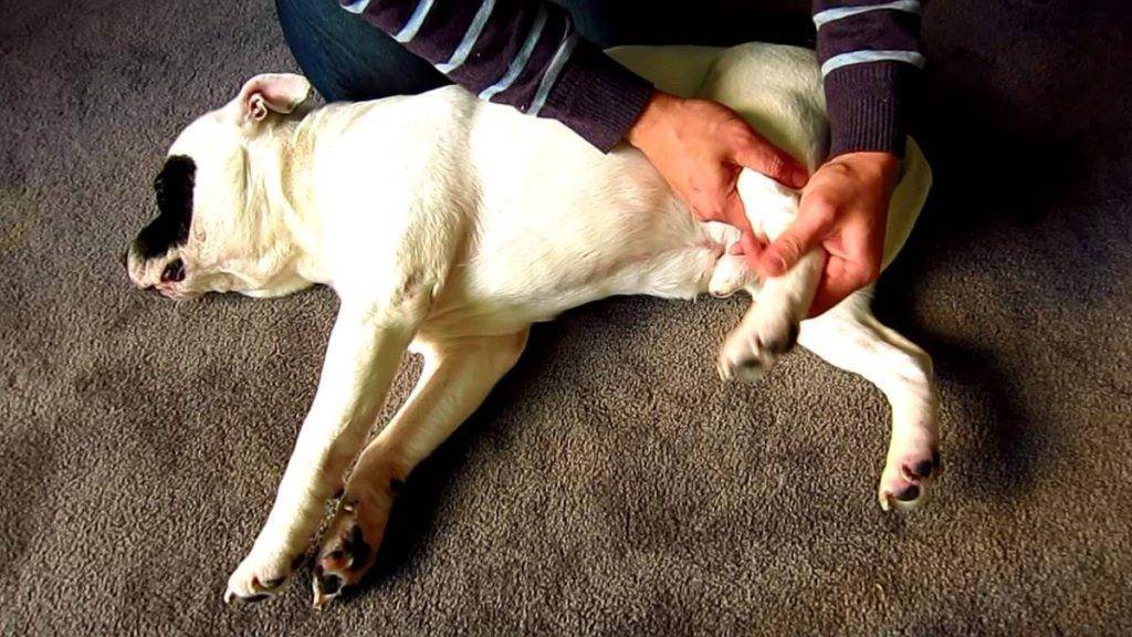 Перелом лапы у собаки: как определить передний и задний, симптомы, как долго заживает при лечении без операции