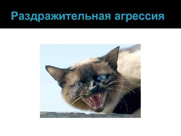 Кот-агрессор: исправляем агрессивное поведение кошки или кота