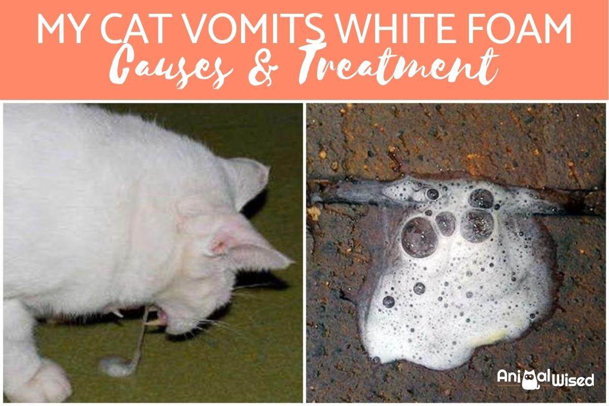 Цвет рвоты у кошки. Рвота у котенка белая пенистая. Кошачья рвота белой пеной. Кошачья блевотина.