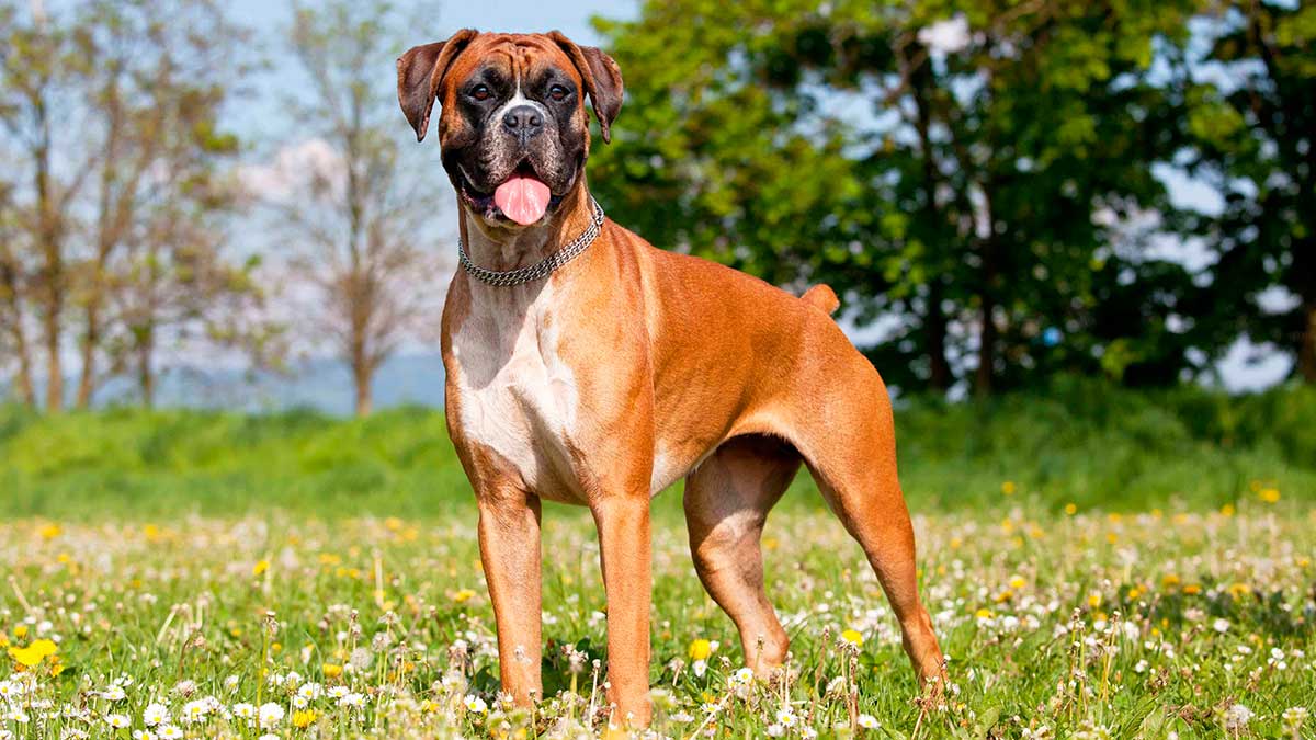 Немецкий боксер — фото, описание породы, особенности этих собаки, отзывы