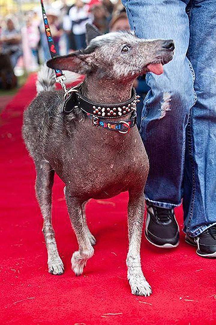 Самая страшная собака в мире — рейтинг уродливых и некрасивых пород с фото и описанием