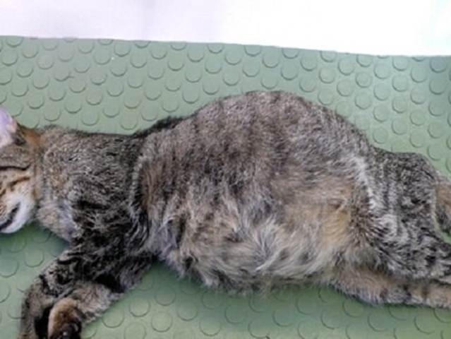 Как выглядит умирающая кошка и причины смерти животноговетлечебница рос-вет