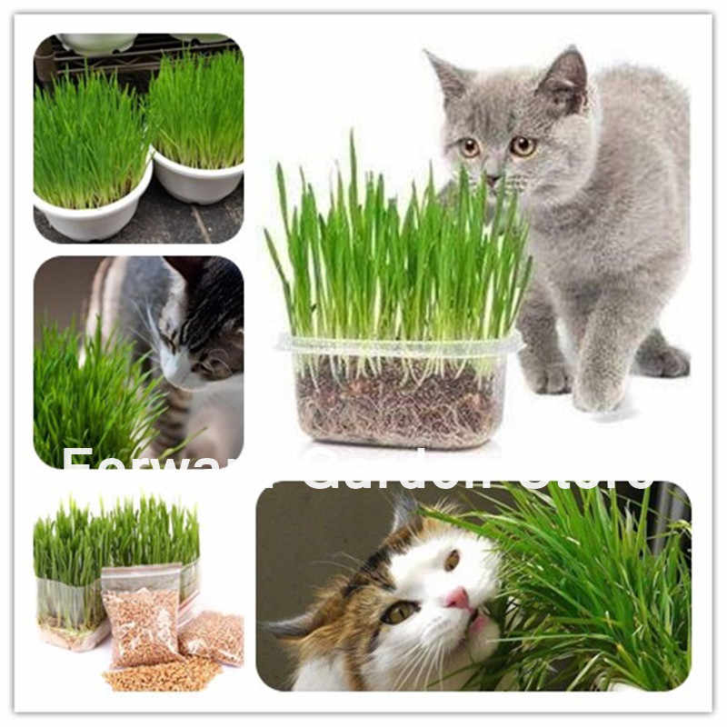 Травка для кошек: как ее сажать и выращивать