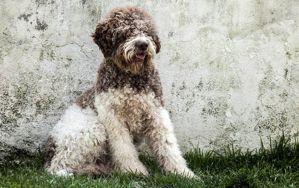 Описание породы лаготто-романьоло: особенности итальянской водяной собаки
