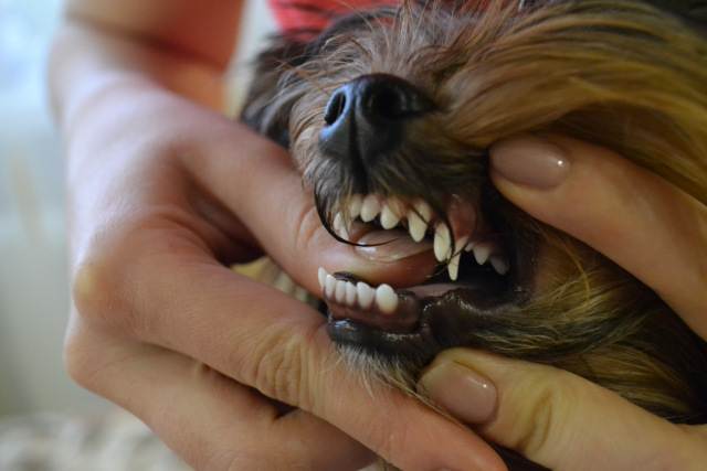 Сколько у собаки зубов?  когда происходит смена зубов у щенков?