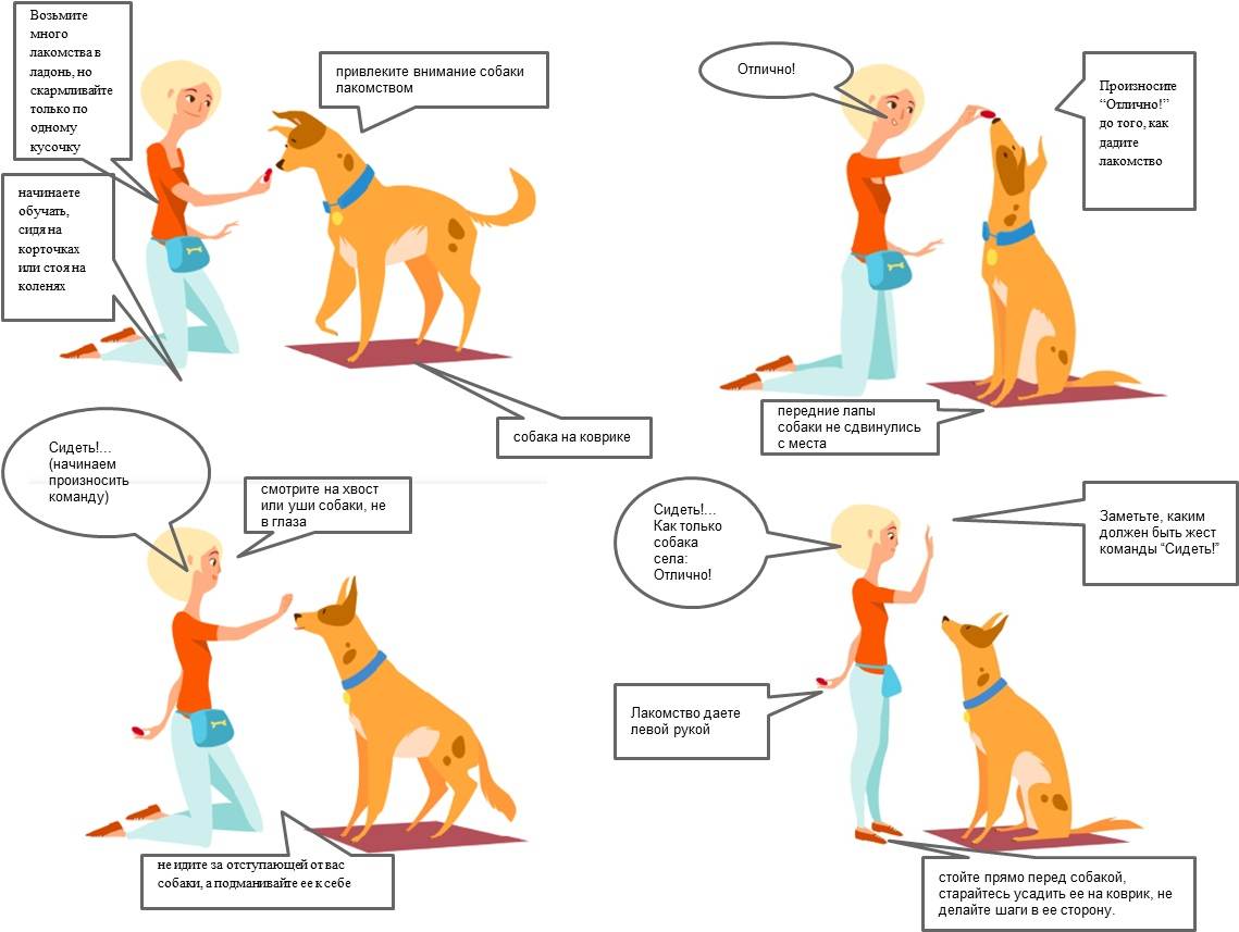 Щенку 2—3,5 месяца: начинаем дрессировку и воспитание | дрессировка и воспитание собак | povodok.by - журнал о собаках
