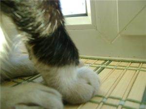 Отказ задних лап у кошки: как помочь животному и вылечить его
