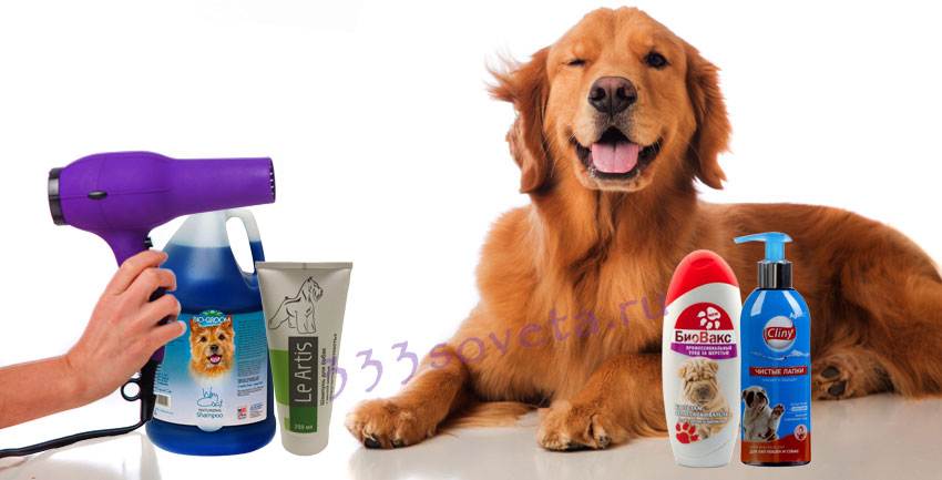 Как часто можно мыть собаку: с шампунем, йорка, чихуахуа, той-терьера, шпица, спаниеля
