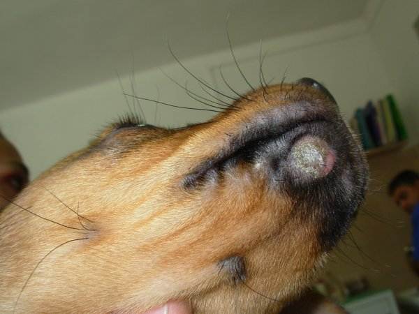 Грибок у собак: виды, симптомы и лечение | petguru