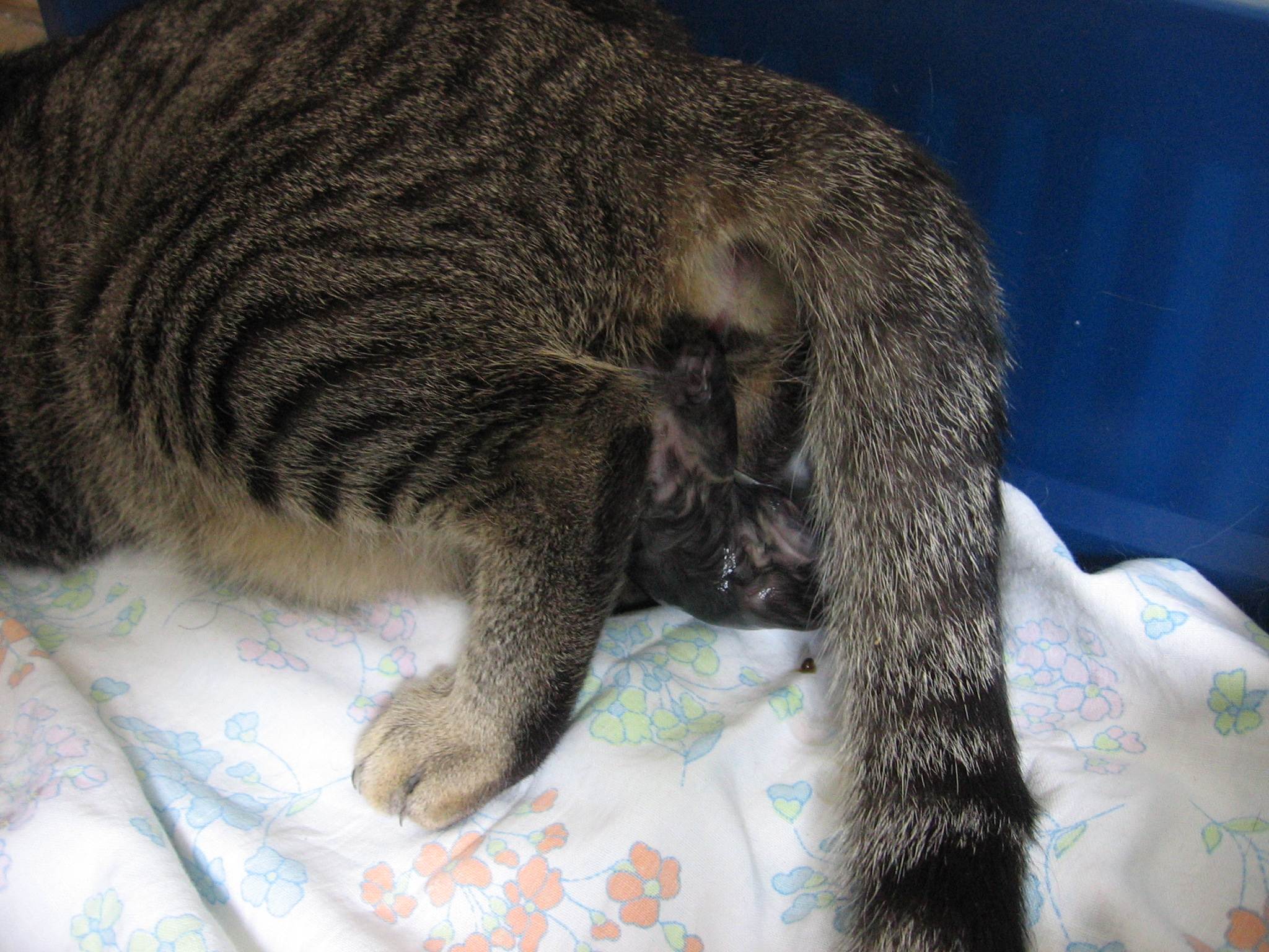 Кошка после родов