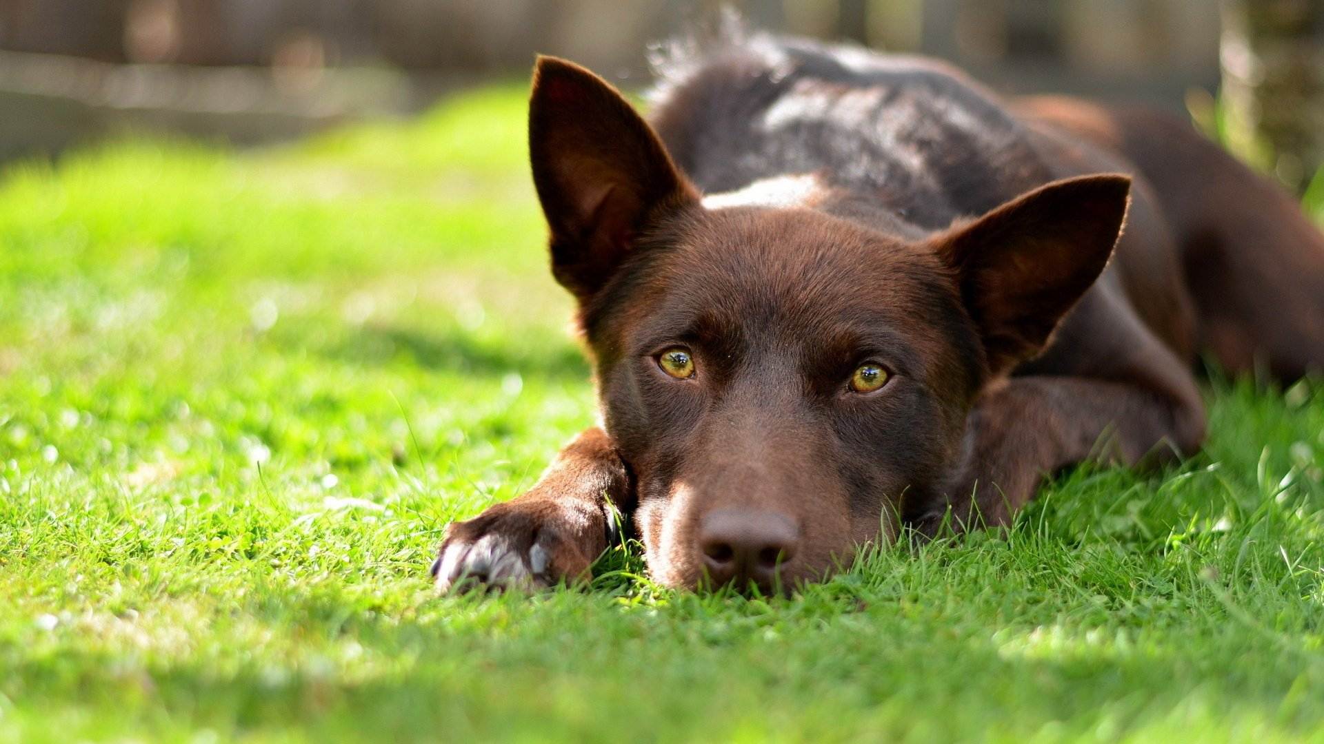 Порода собак австралийский келпи и ее характеристики с фото