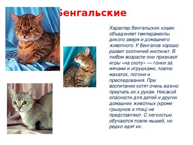Cибирская кошка: признаки вида, окрасы шерсти, характер, уход