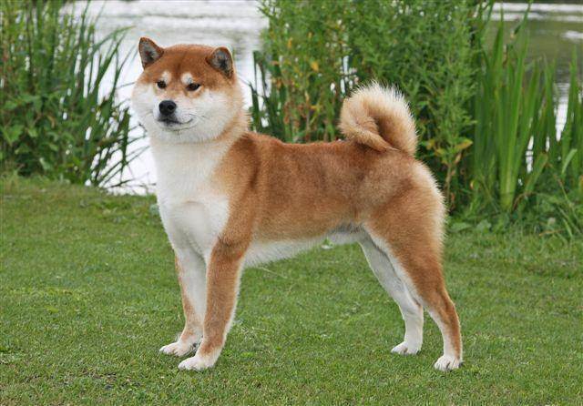 Японские породы собак - названия и фото (каталог)