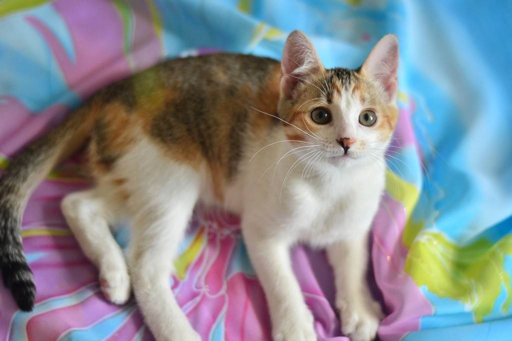 Окрасы кошек (цвет и рисунки на шерсти кощачьих)