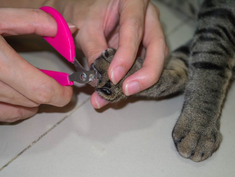 Как подстричь когти кошке: готовимся и проводим процедуру правильно