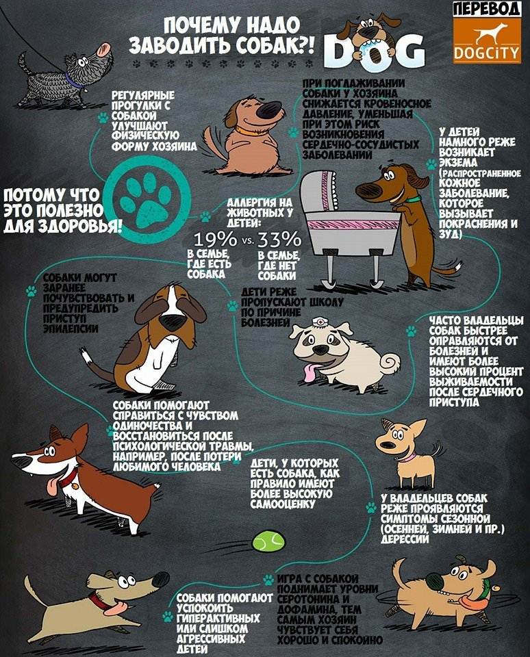 10 причин почему кошки лучше собак. кого завести: кошку или собаку