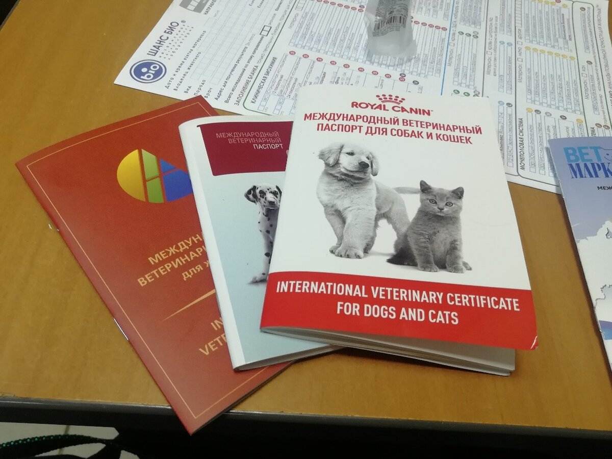 Образец как заполнить ветеринарный паспорт для собаки и кошки