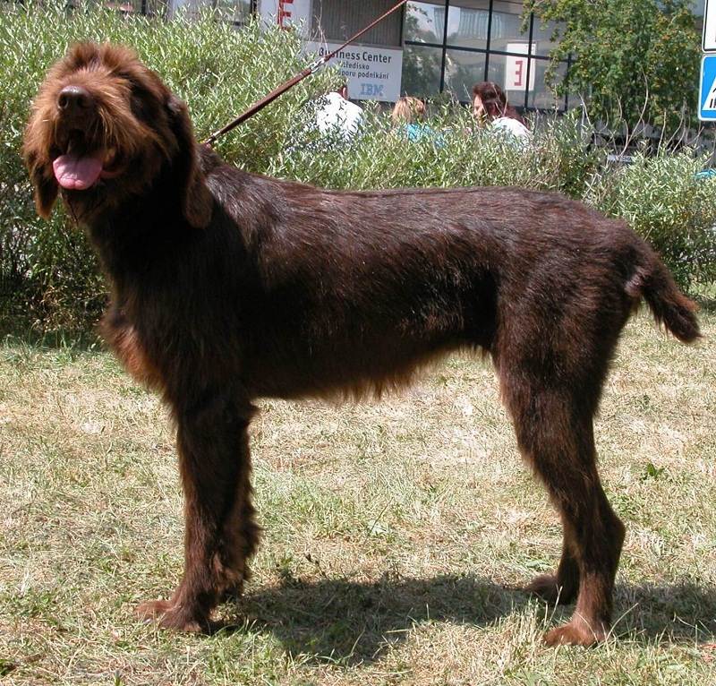 Пудельпоинтер (пудель-поинтер): описание породы собак с фото и видео
