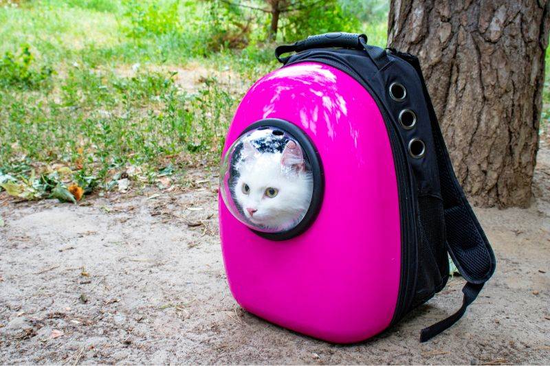 Мастер-класс смотреть онлайн: сумка-переноска для кошки