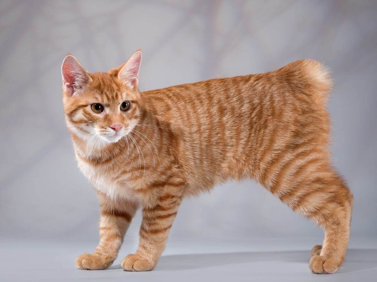 Породы кошек с коротким хвостом | как называется, фото, название