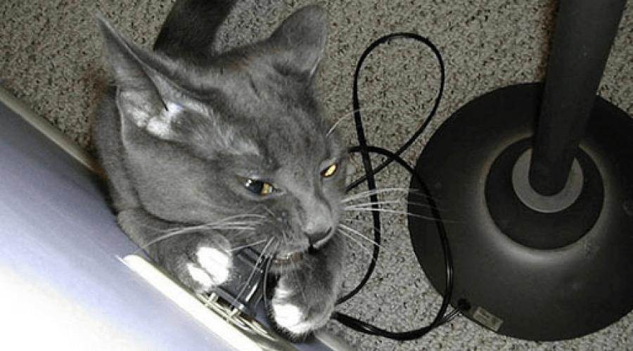 Что делать, если кот грызёт провода | блог ветклиники "беланта"