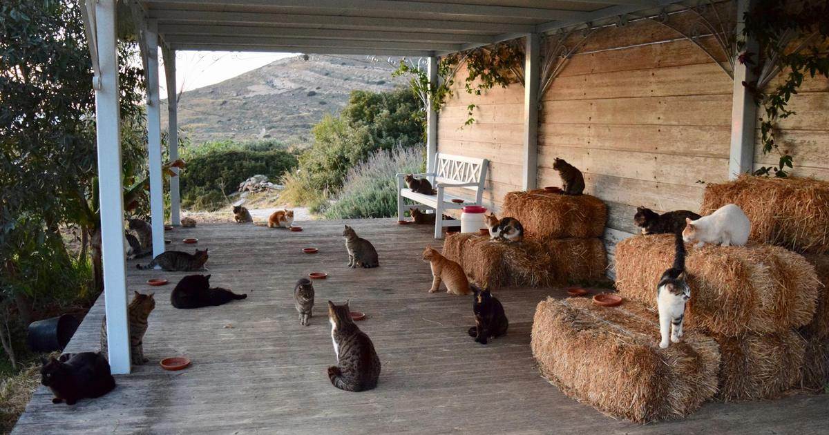 Идеальная вакансия: ухаживать за кошками на греческом острове ► последние новости