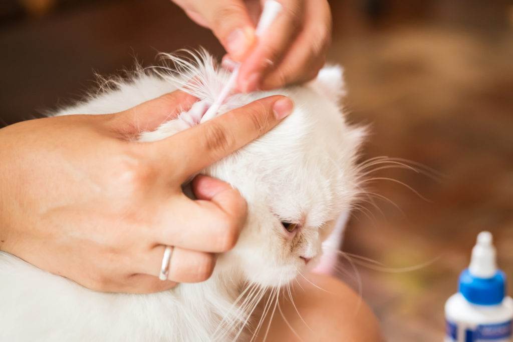 Отодектоз у кошек: причины, признаки, последствия, чем лечить | муркотики