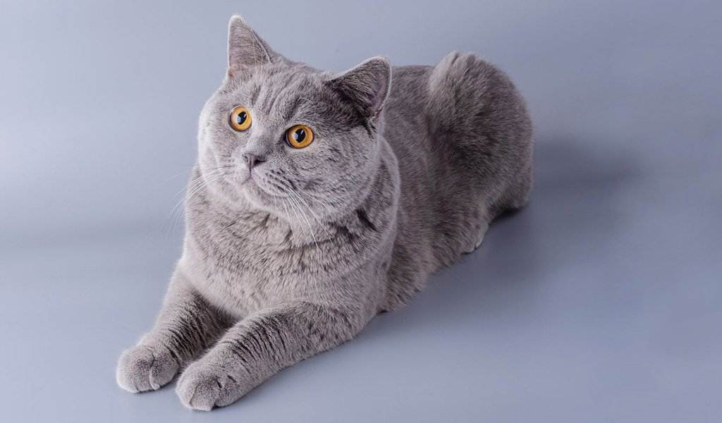 Британская порода кошек: история, внешние особенности, характер, советы по содержанию и уходу, фото британцев