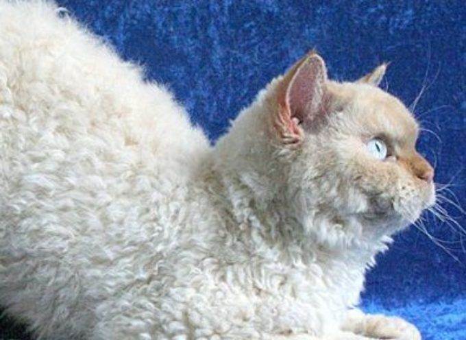 Селкирк рекс: история породы, описание, фото и цена кошки