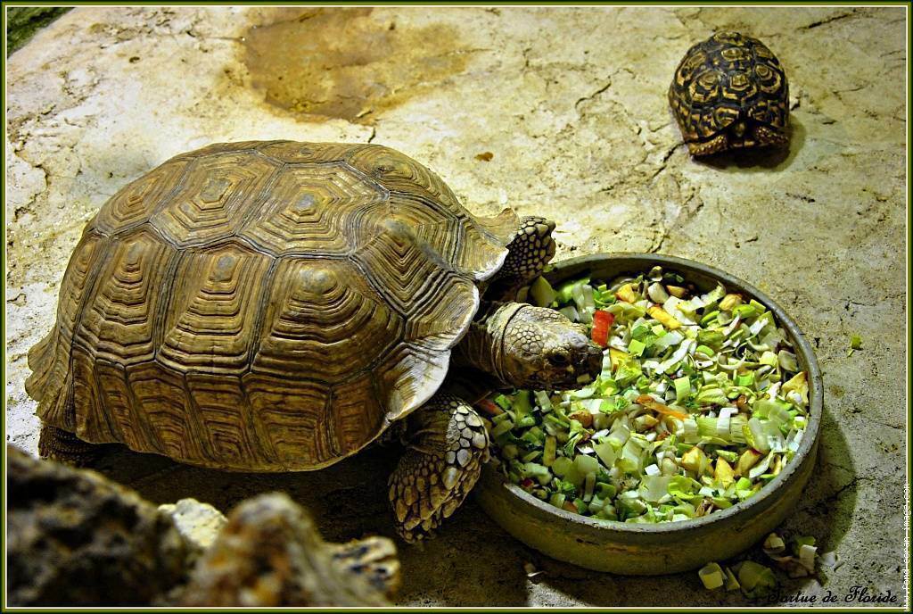 Виды сухопутных и морских черепах: что едят и где обитают, фото
