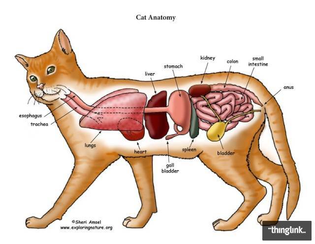 Анатомия собаки - строение скелета, внутренние органы, фото с описаниями | petguru