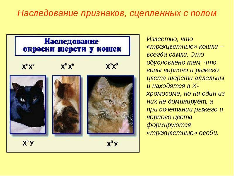 Сколько у кошки хромосом, генетические особенности животного и возможные отклонения