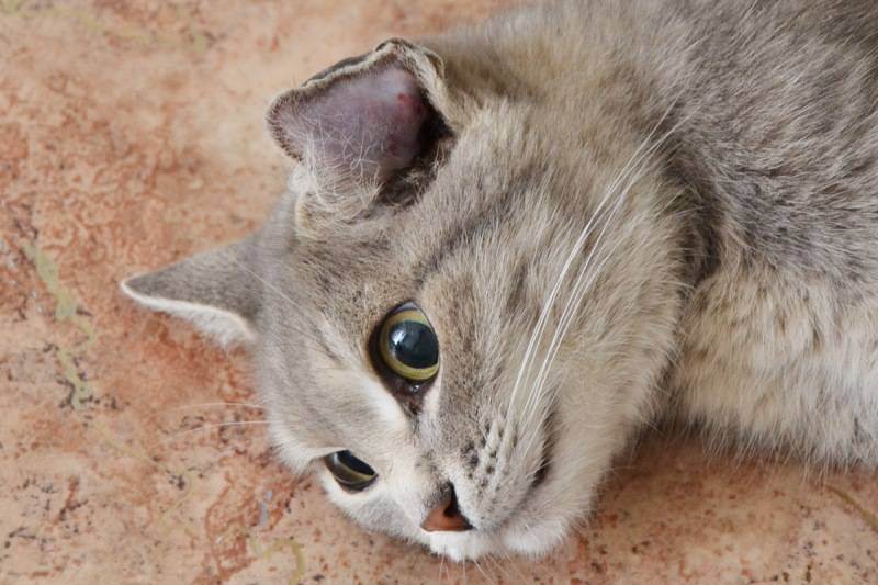 Воспаление внутреннего уха у кошек - лечение отита у кота в домашних условиях