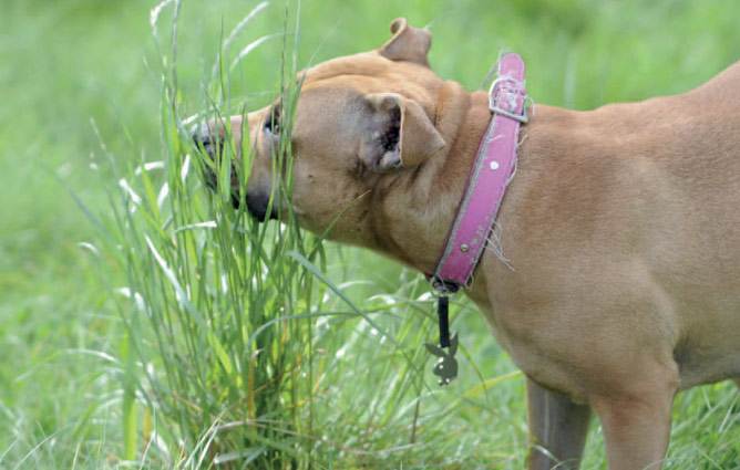 Почему собака ест траву и рыгает