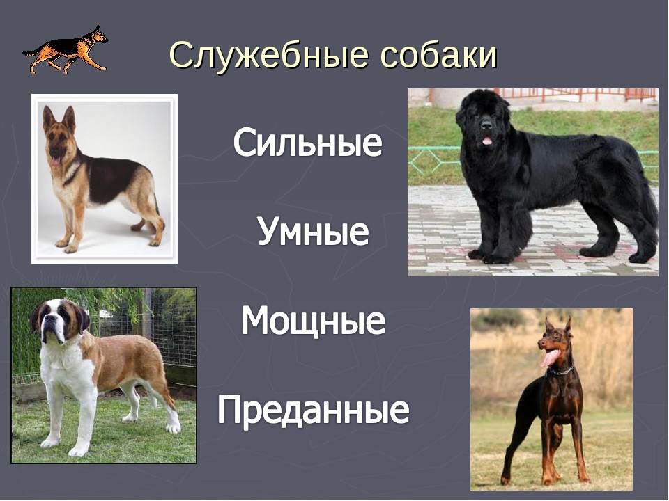 Служебные породы собак: перечень, какие крупные, маленькие породы признаны лучшими