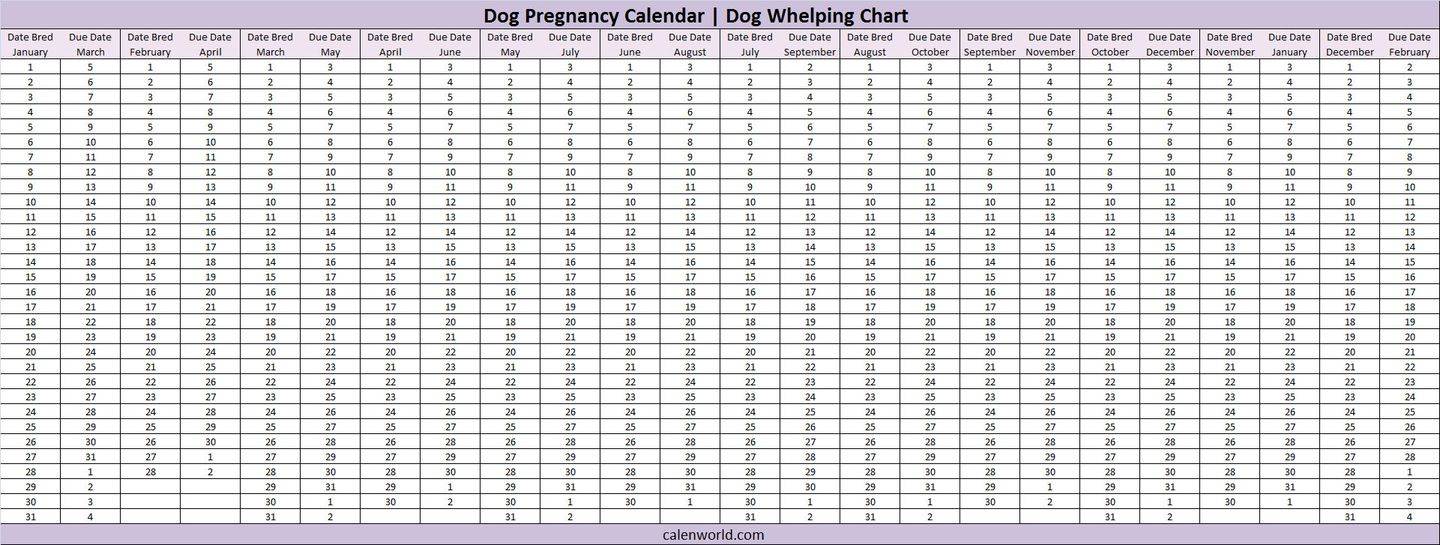 Сколько длится беременность у разных пород собак
