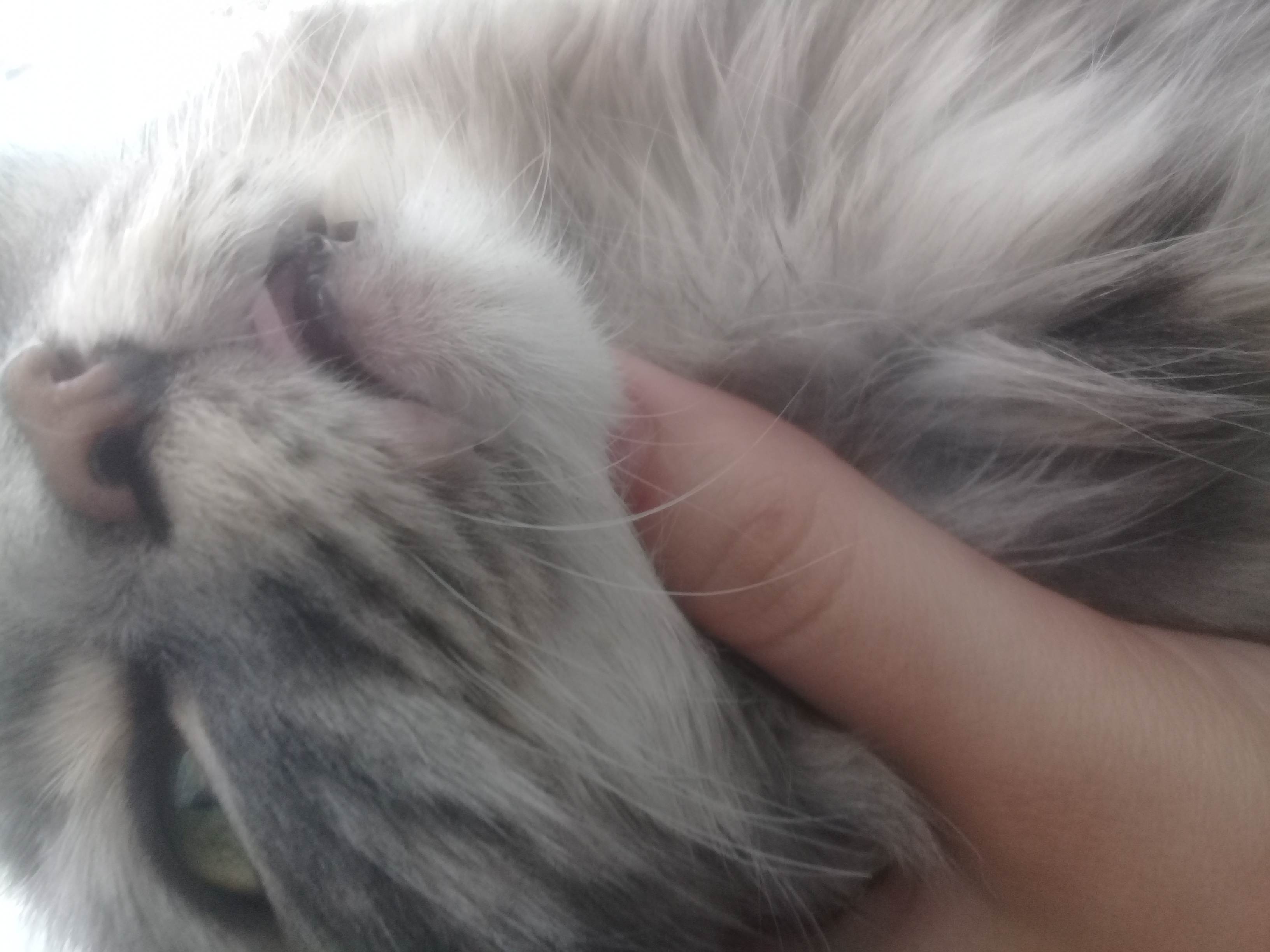 Почему у кота воняет изо рта тухлятиной? когда нужно идти к врачу, если у кота изо рта воняет тухлятиной?