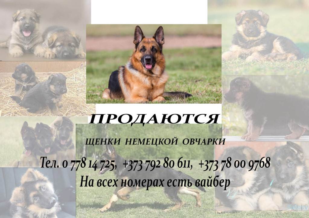 Немецкая овчарка — описание породы собаки от а до я
