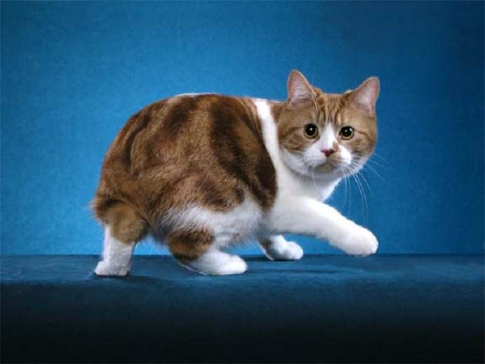 Мэнская кошка порода, мэнск фото, цена котенка и где купить, отзывы
