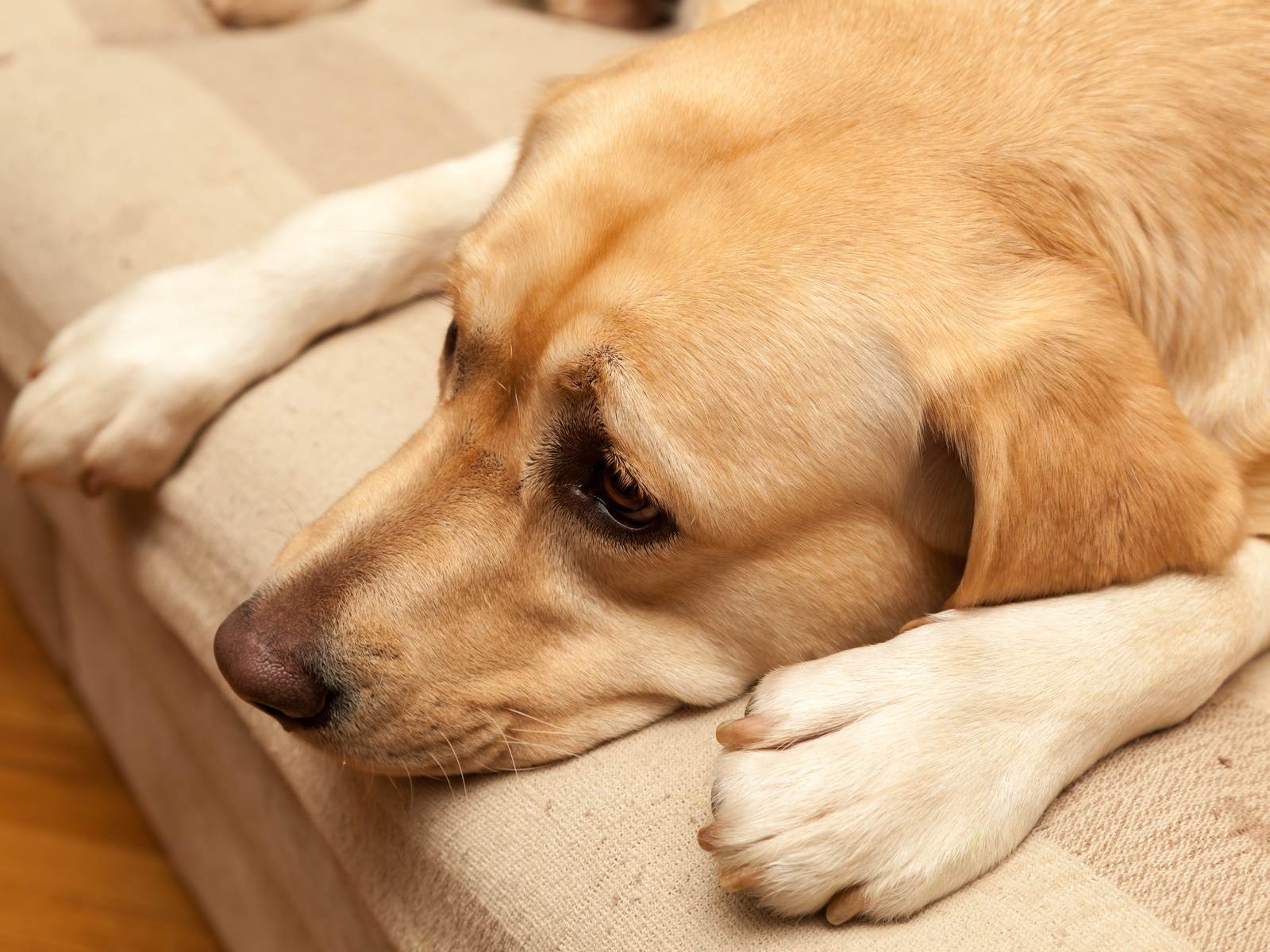 Кашель у собак: причины - симптомы - лечение