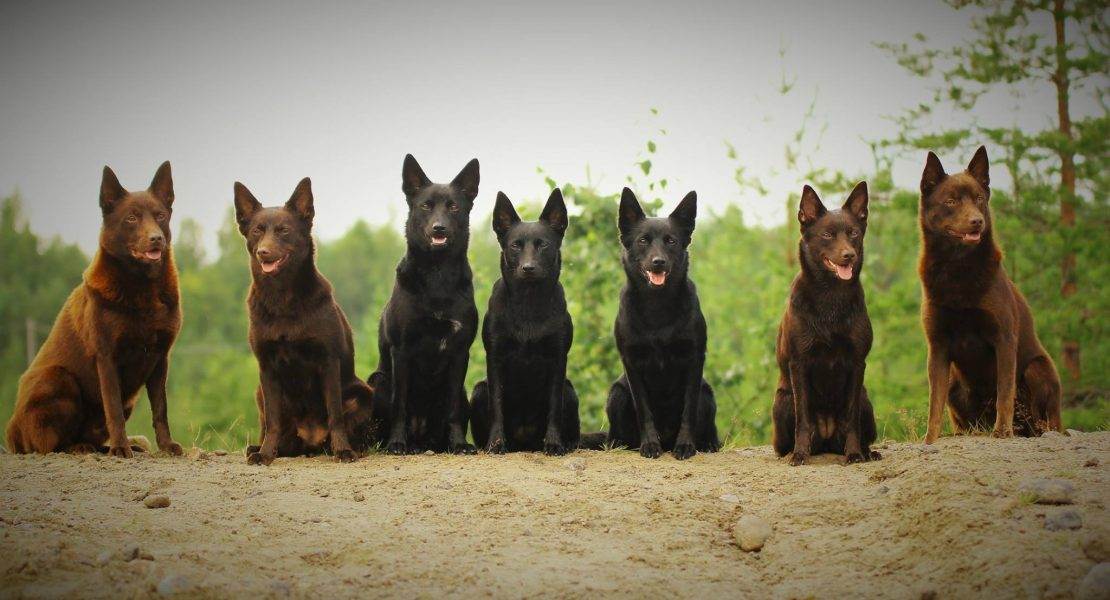 Австралийский келпи: характеристики породы собаки, фото, характер, правила ухода и содержания