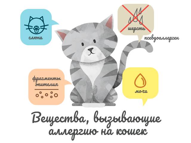 Как избавиться от аллергии на кошек: причины и симптомы – эл клиника