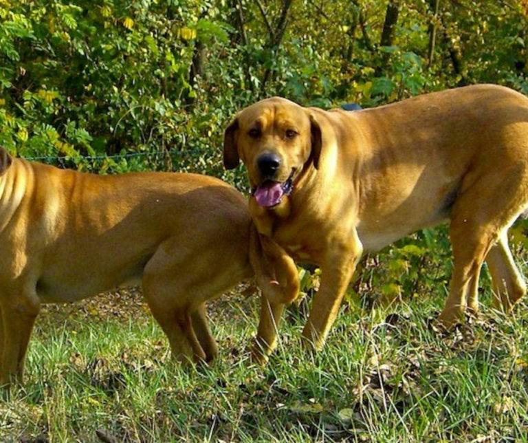 Брохольмер: стандарт породы, особенности ухода и содержания датской собаки, полезные советы и фото
