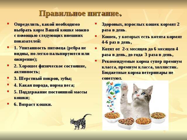 Основные правила кормления британской породы - сухой корм, натуральное питание - котешка.ру