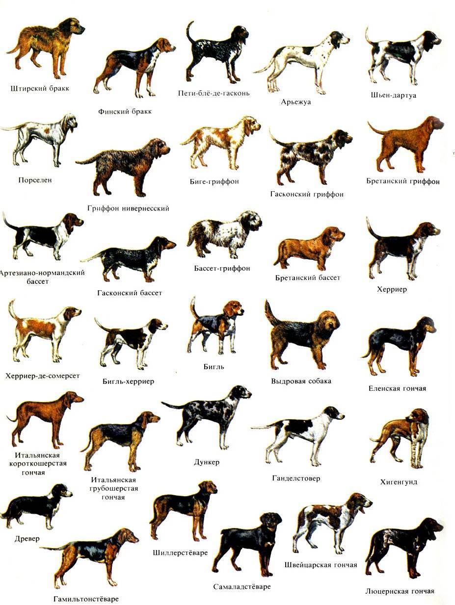 Как определить породу собак и щенков