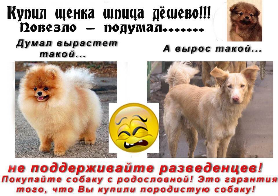 Топ-12 модных и дорогих пород собак: как выглядят и сколько стоят в петрозаводске