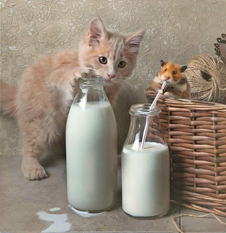 Животные пьют молоко. Кот и молоко. Кот пьет молоко. Котенок лакает молоко. Котенок пьет молочко.