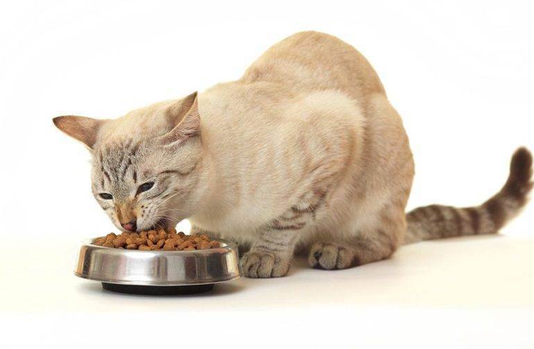 Applaws для кошек — состав, отзыв ветеринара на корм